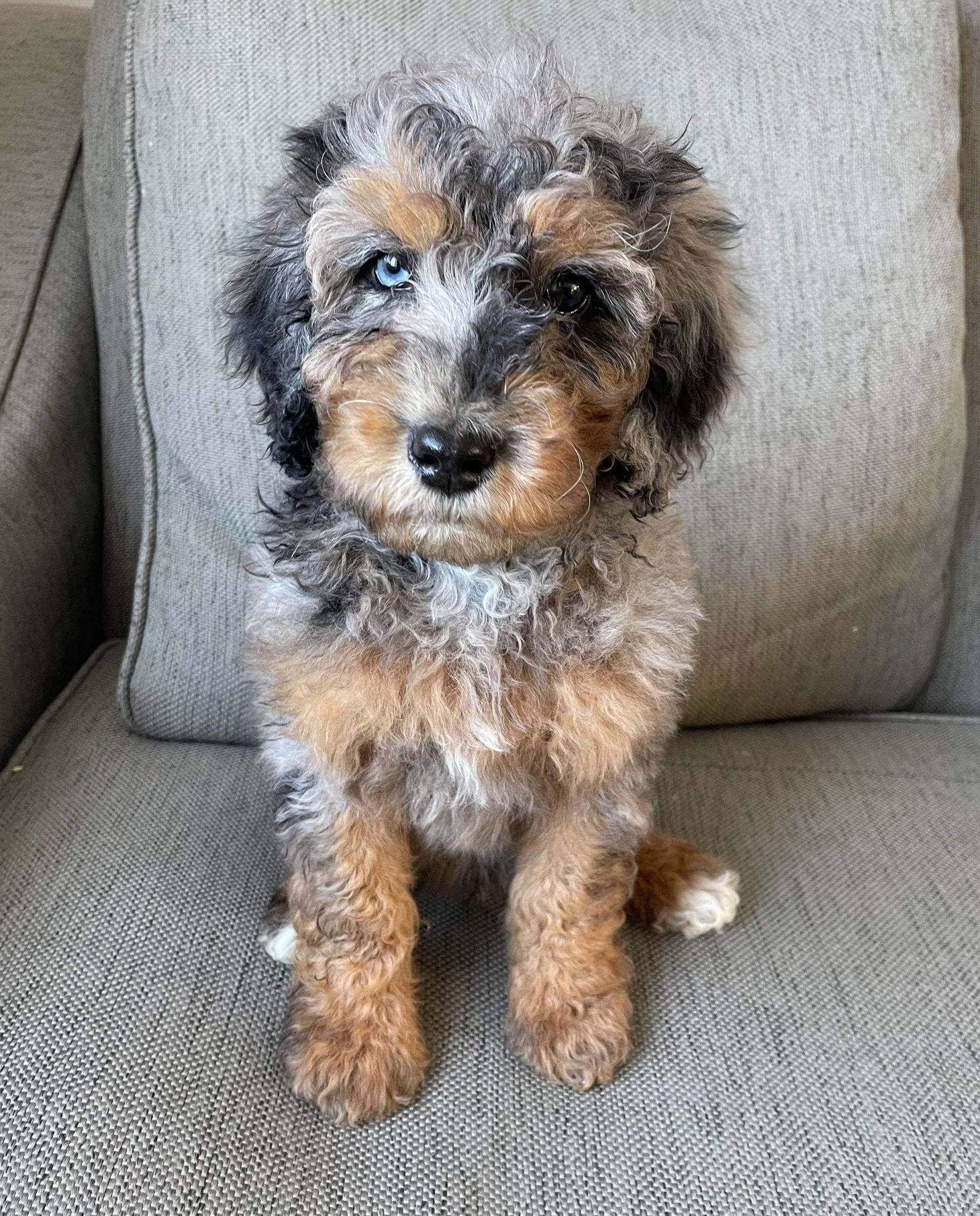 Small fluffy brown-and-gray puppy sitting on a gray couch, looking at the camera.
