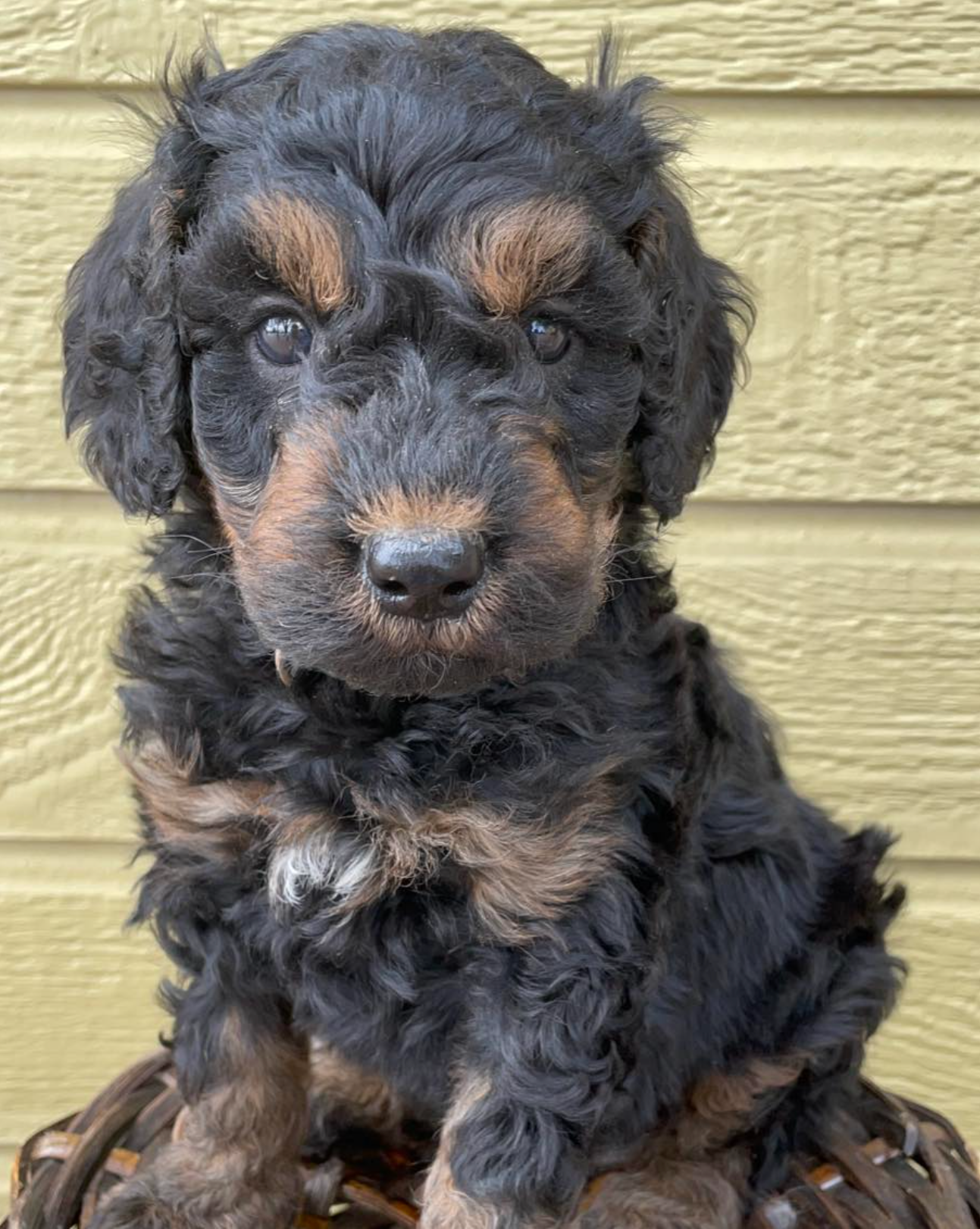 Small black-and-tan fluffy puppy sitting against a yellow wall