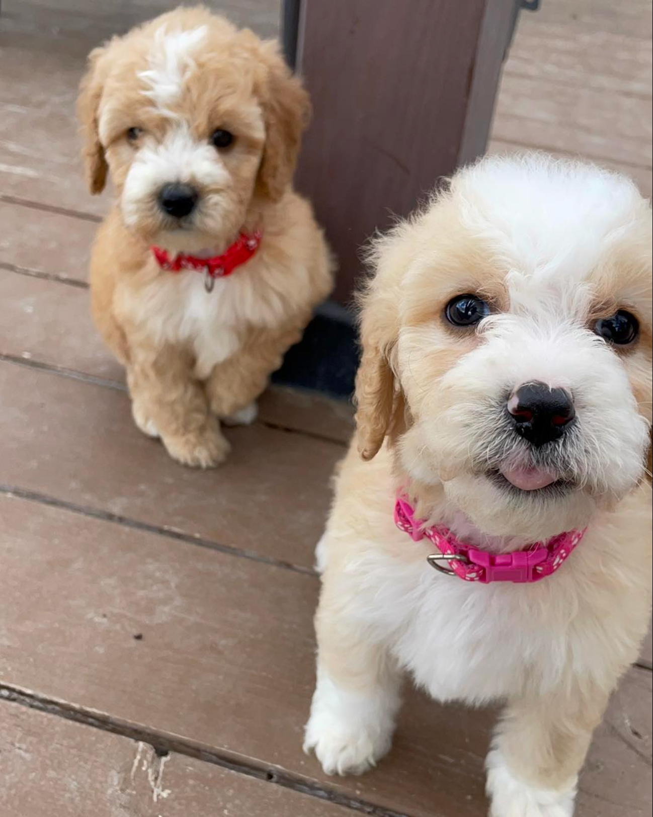 Two fluffy puppies on a wooden deck, one cream and one white, both wearing pink collars.