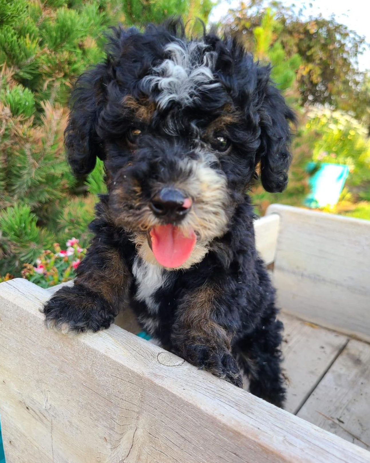 Black curly-haired puppy with tongue out, leaning on a wooden ledge outdoors.