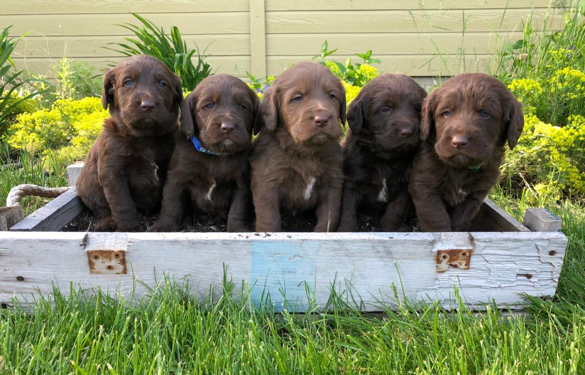 Five brown puppies sitting in a white planter in grass