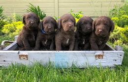 Five brown puppies sitting in a white planter box on grass outdoors