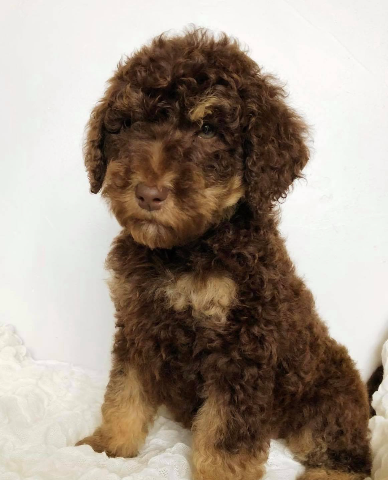 Small curly brown puppy with tan paws and chest sitting against a white background.