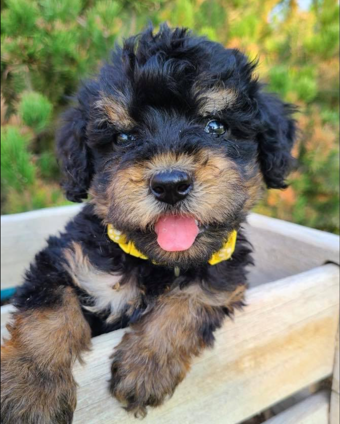 Black and tan puppy with tongue out sitting in a wooden planter outdoors