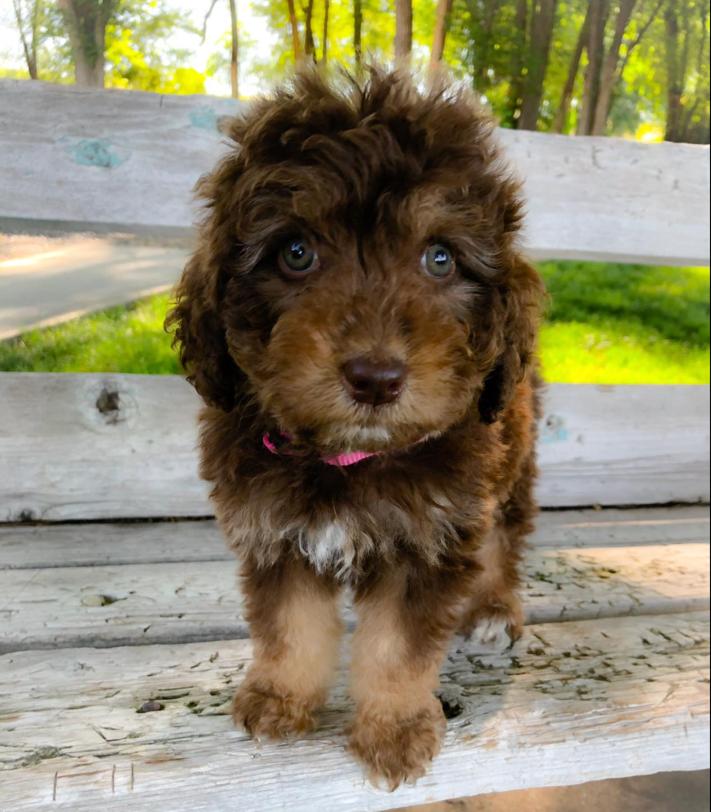Small fluffy brown puppy with blue eyes sitting on a wooden bench outdoors