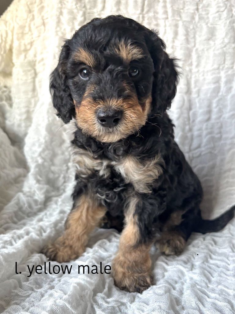 Black and tan puppy sitting on a white blanket, labeled “1. yellow male”