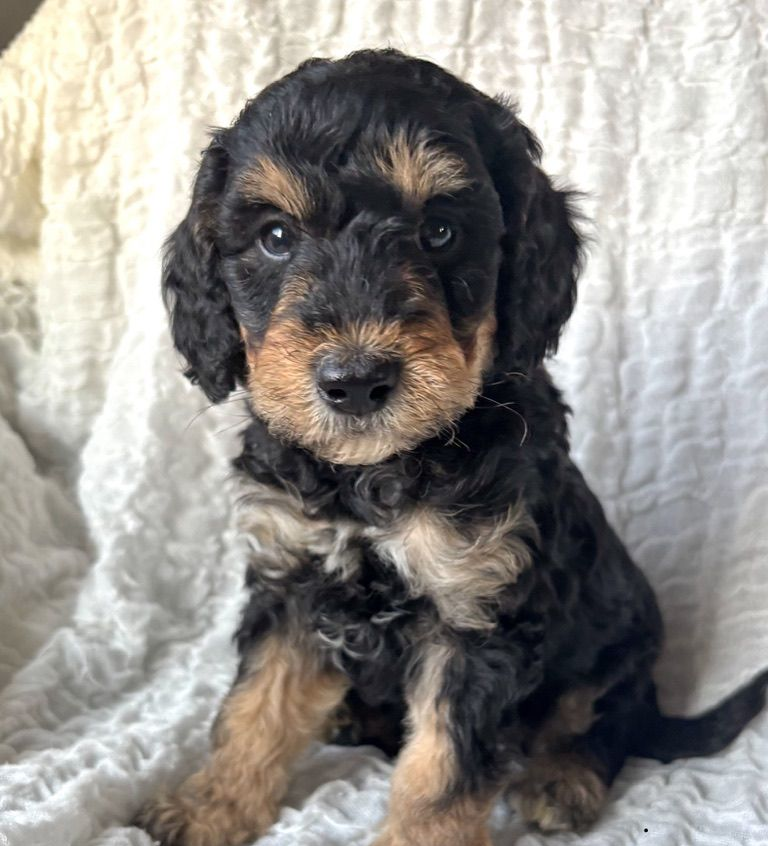 Small black-and-tan puppy sitting on a white blanket, looking at the camera.