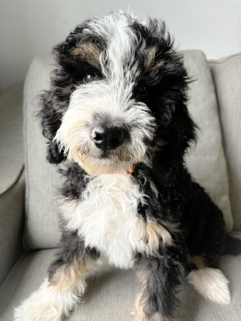 Black, white, and tan fluffy puppy sitting on a light gray couch, looking at the camera.