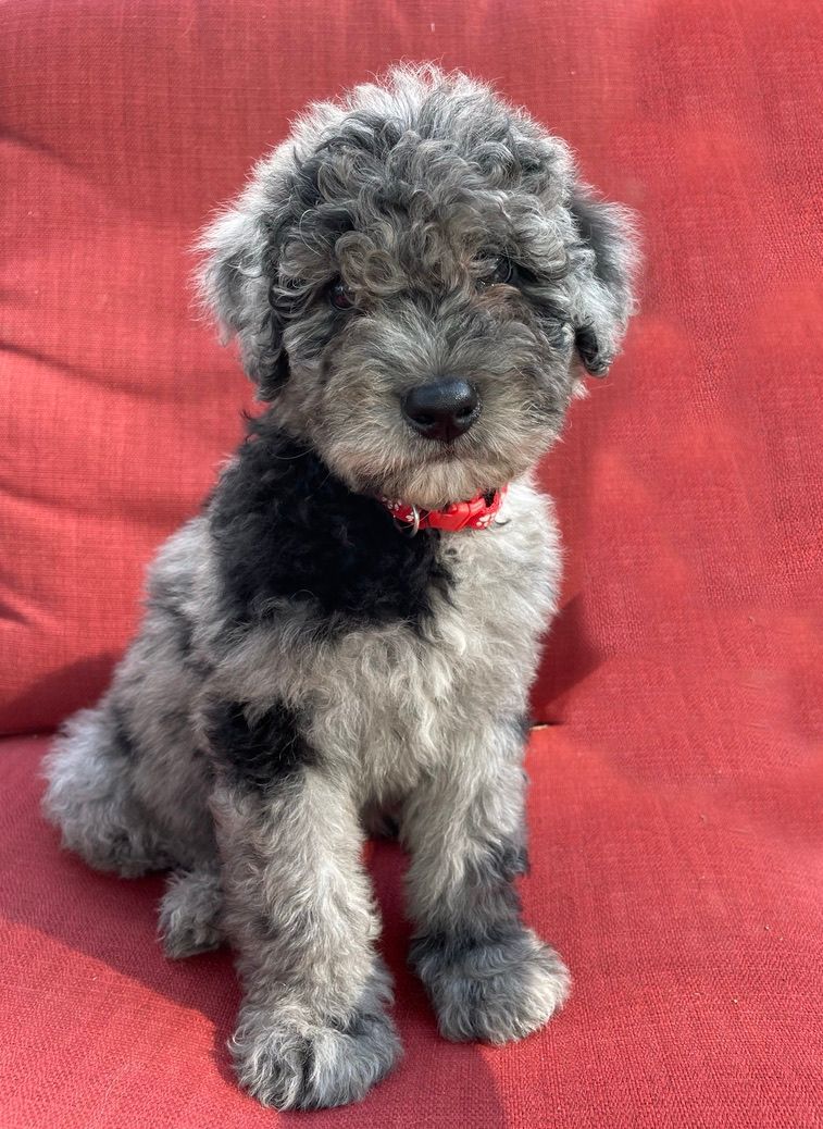 Small gray curly-haired puppy with a red collar sitting on a red blanket