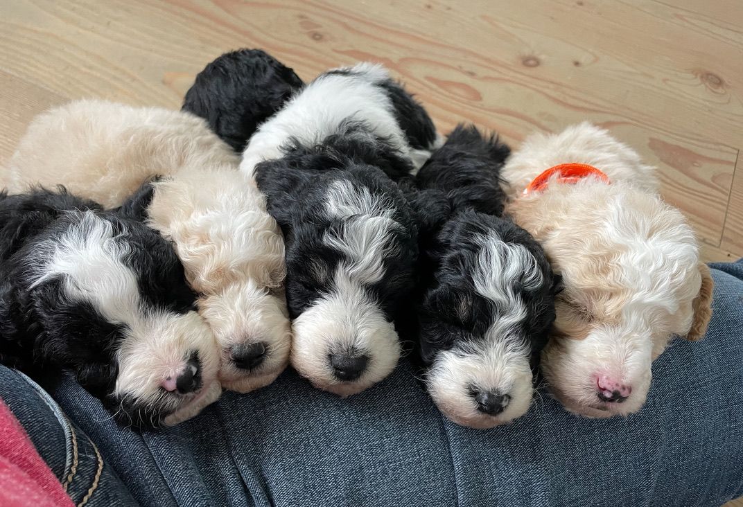 Six sleeping black-and-white puppies cuddled together on a blue blanket.