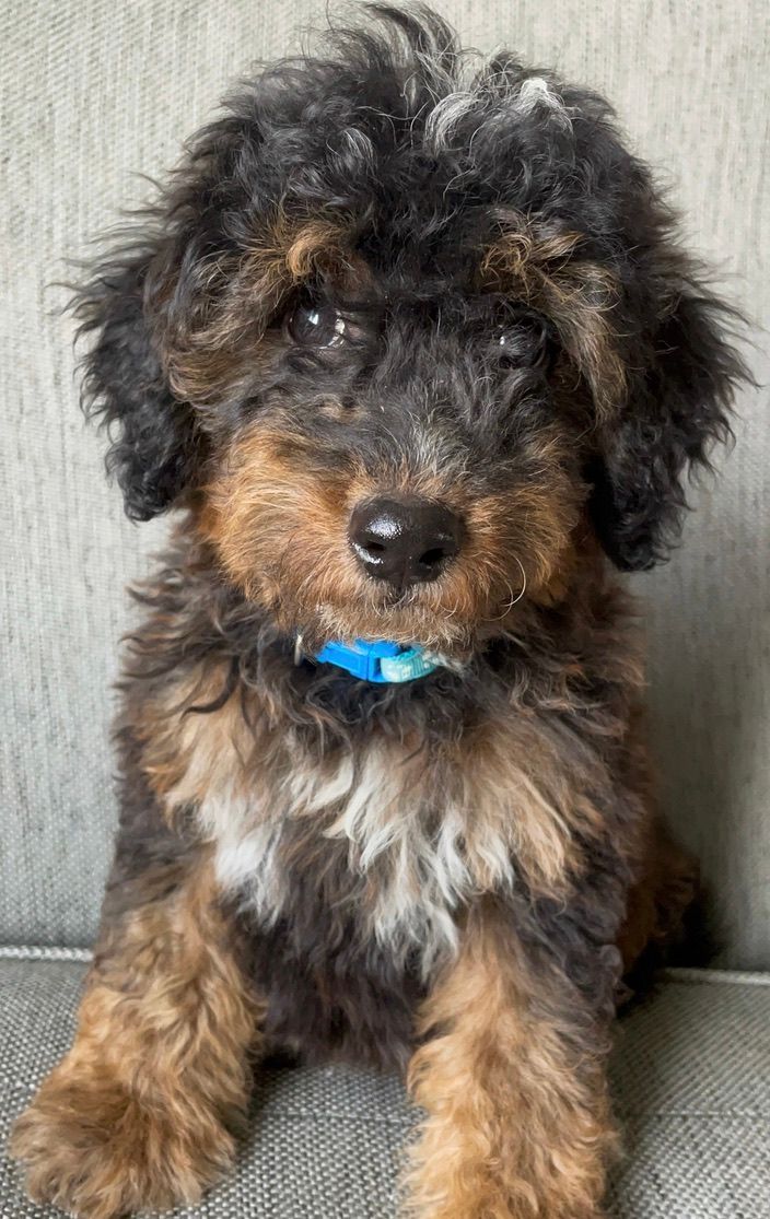 Small fluffy black-and-brown puppy with a blue collar sitting on a couch