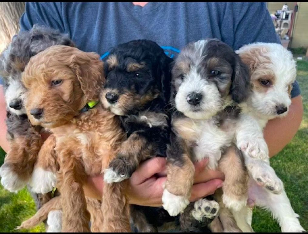 Four fluffy puppies in different colors being held in someone’s arms outdoors