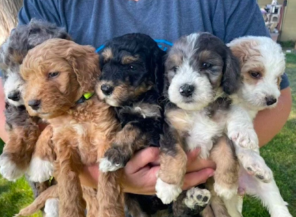 Four fluffy puppies being held up, including tan, black, and white pups with curly fur.