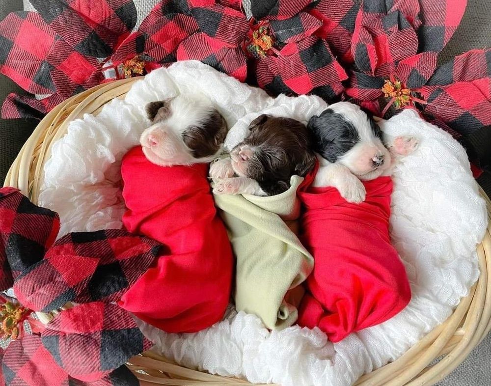 Three sleeping puppies in red and green blankets in a basket on a plaid blanket