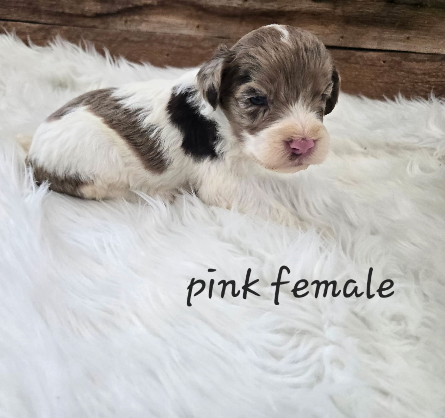 Tiny brown-and-white puppy lying on a fluffy white blanket with “pink female” text nearby