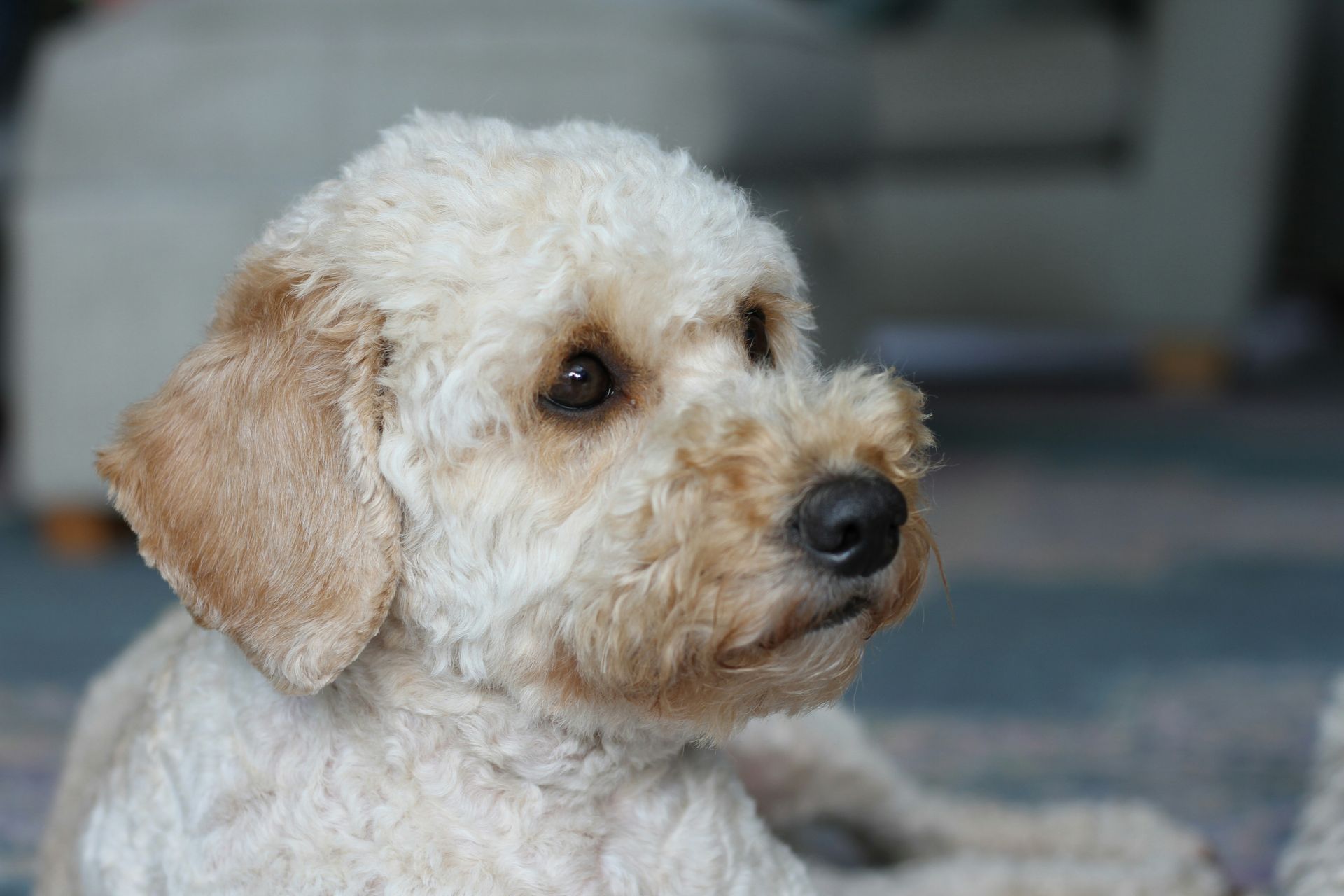 Cream-colored curly-haired dog lying on a rug, looking to the right.