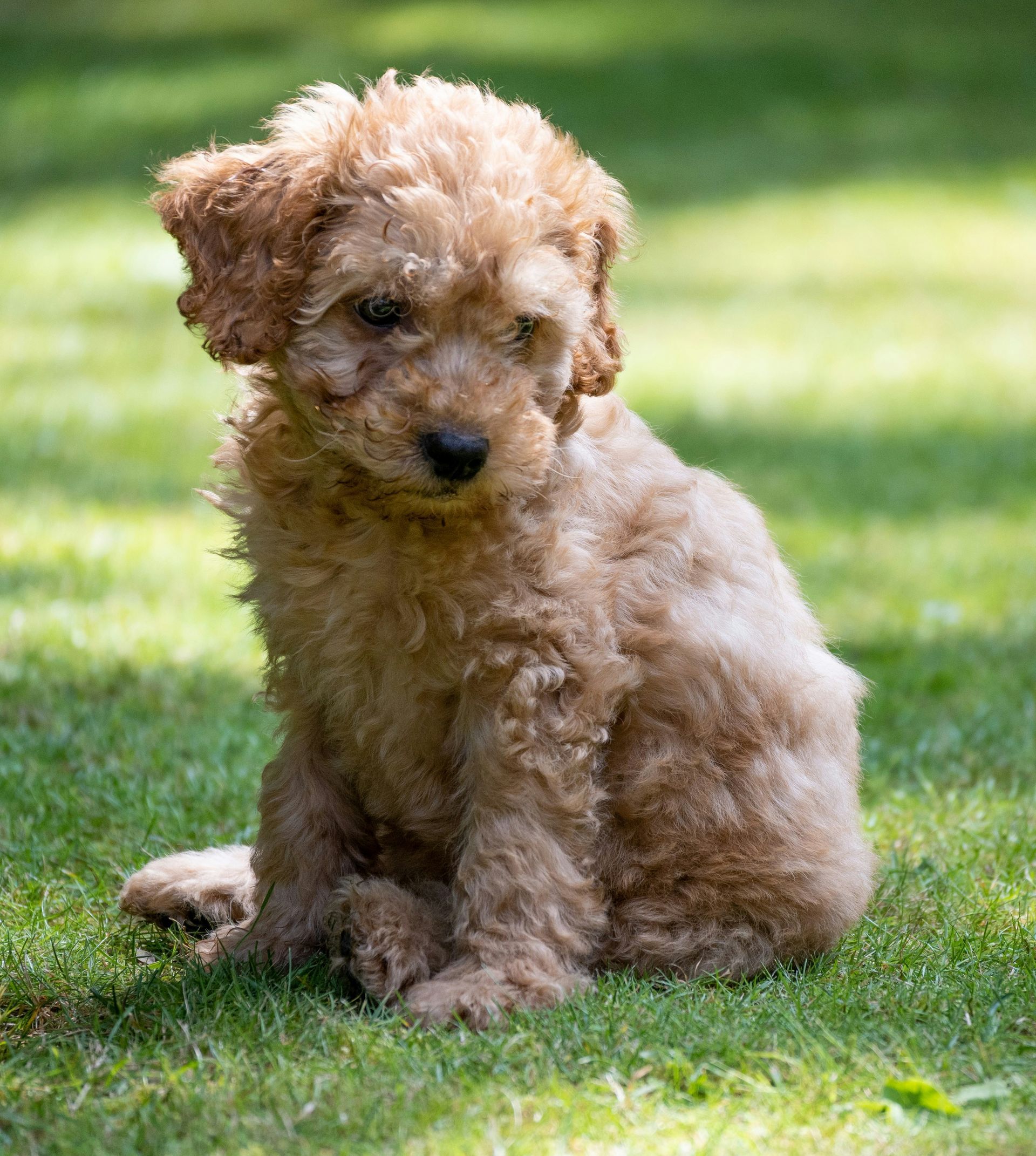 Small fluffy tan puppy sitting on grass in sunlight