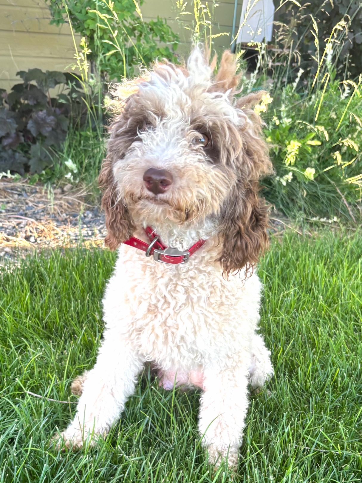 Curly black-and-gray dog with a red collar sitting on grass outdoors