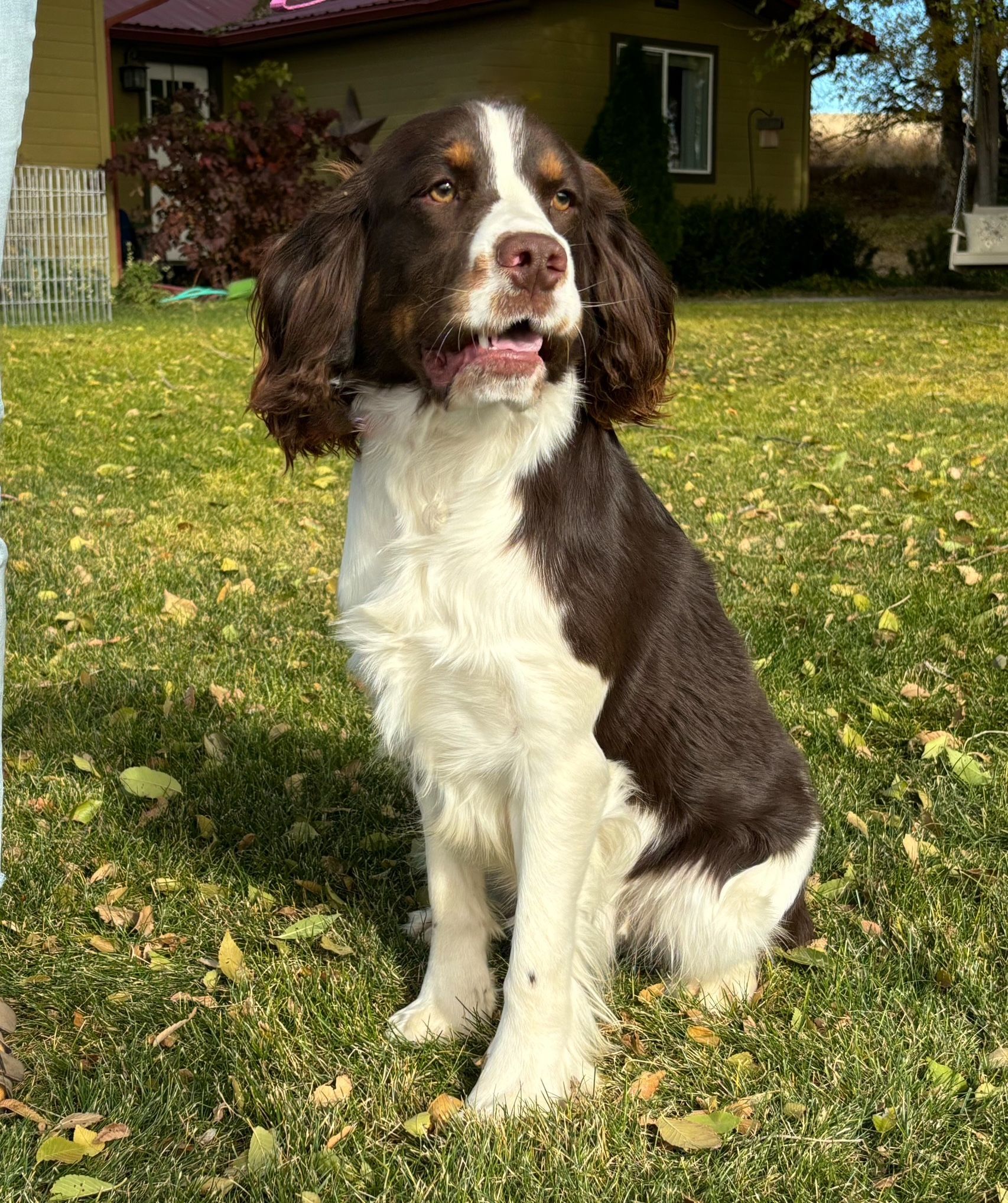 Brown-and-white dog sitting on grass in a sunny yard, looking alert.