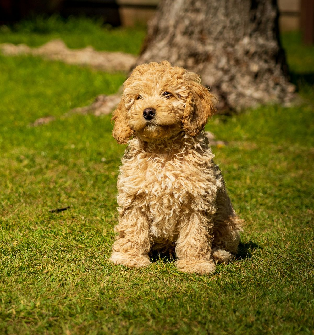 Small curly-haired tan puppy sitting on green grass in front of a tree trunk