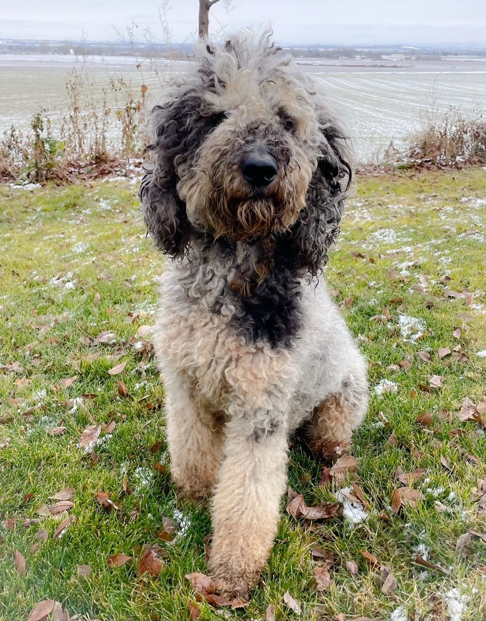 Curly black-and-white dog standing on grass near a snowy field