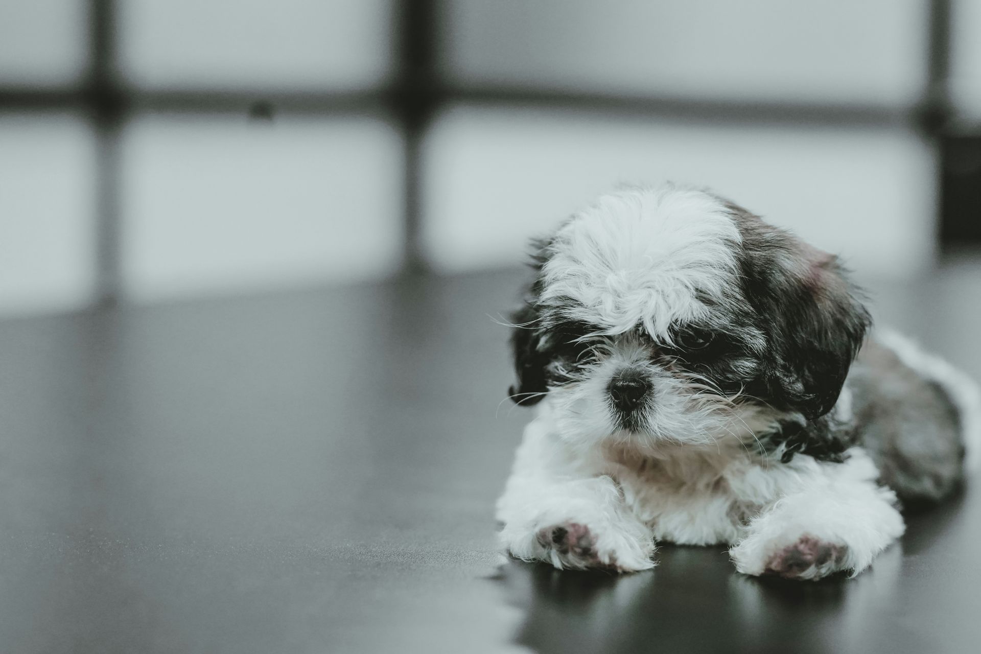 Small black-and-white puppy lying on a dark floor, looking downward.