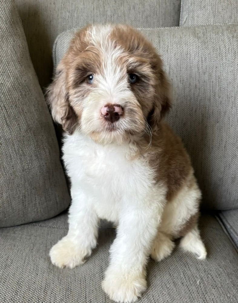 Brown-and-white fluffy puppy sitting on a gray couch, looking at the camera.