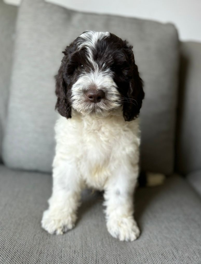 Black-and-white puppy sitting on a gray couch facing forward