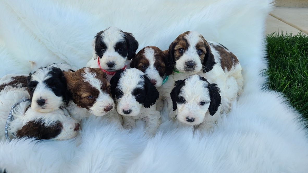 Five fluffy brown, white, and black puppies huddled on a white blanket, looking at the camera.