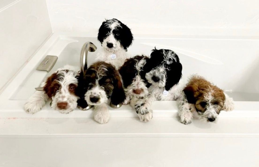 Five small fluffy puppies sitting in a white bathtub