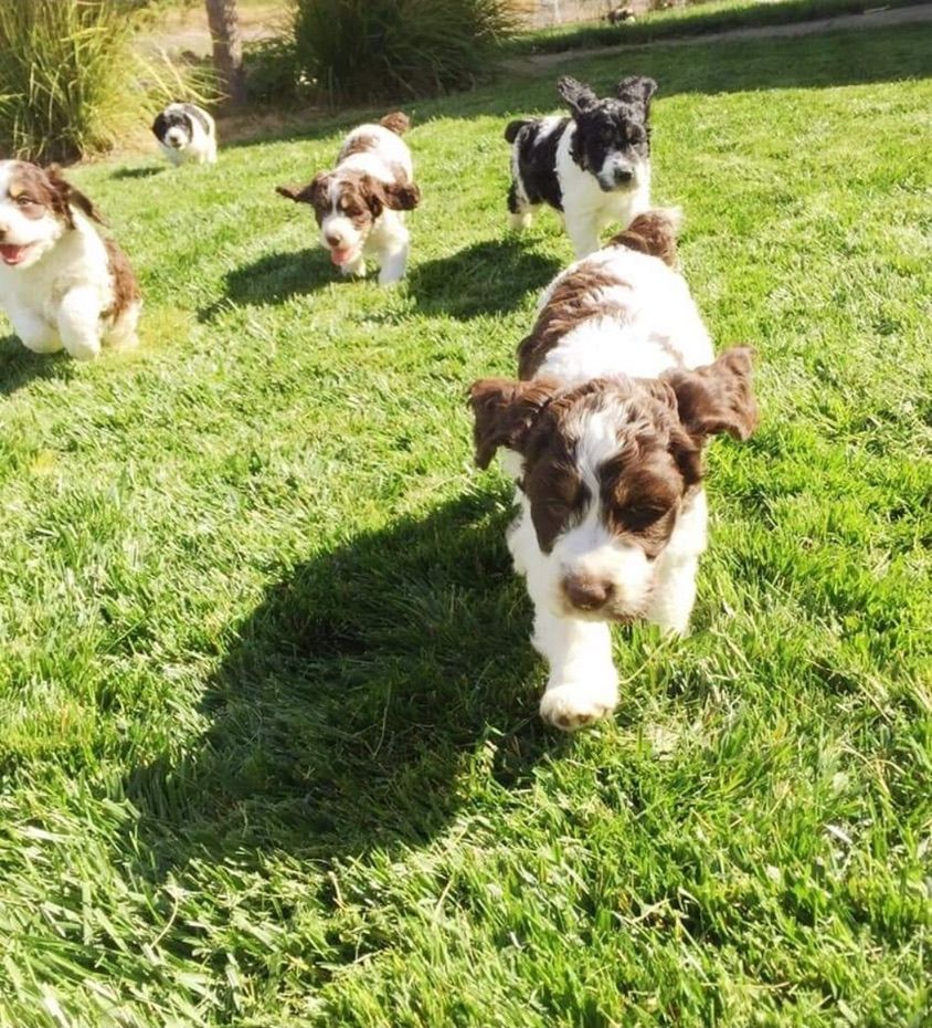 Five brown-and-white puppies running on grass in a sunny yard.
