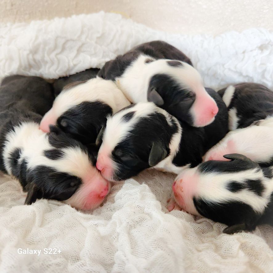Five black-and-white newborn puppies cuddled together on a fluffy white blanket
