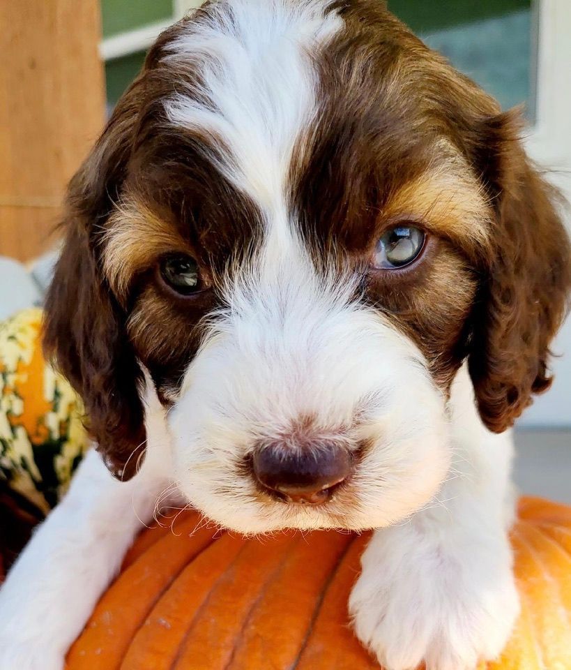 Brown and white puppy with blue eyes resting on a pumpkin