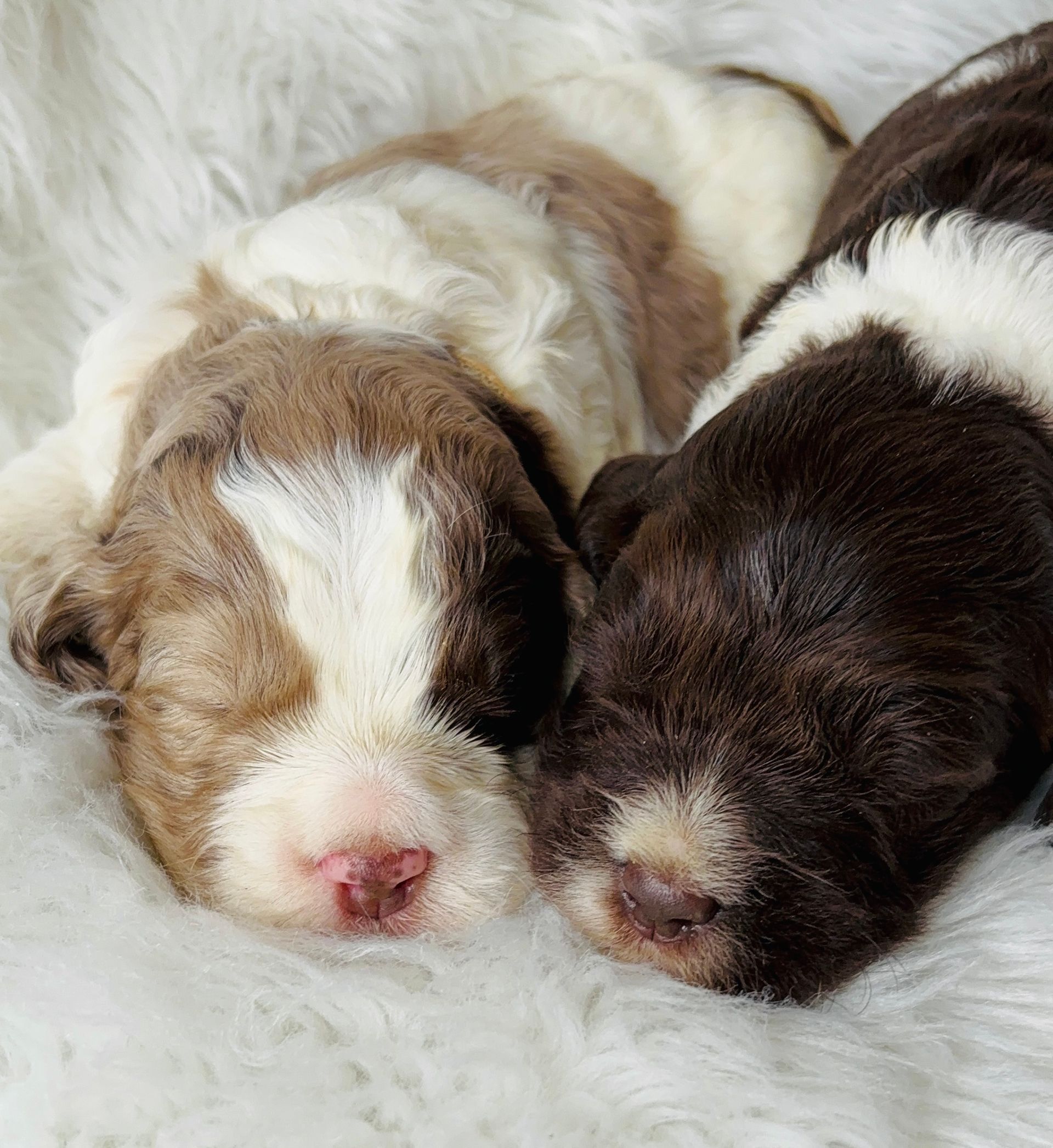 Two sleeping newborn puppies, one white-brown and one dark brown, cuddled together on a fluffy blanket