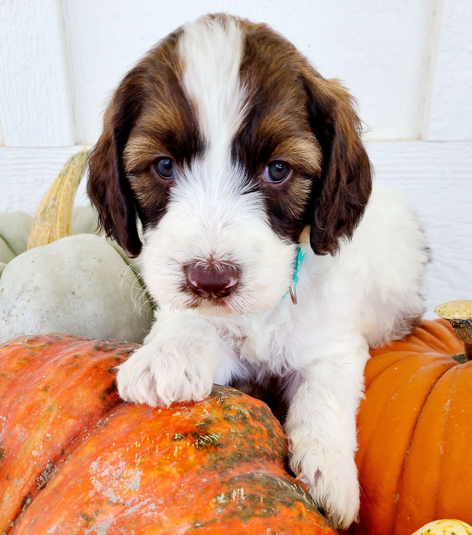 Brown-and-white puppy resting on orange pumpkins, with a white pumpkin in the background