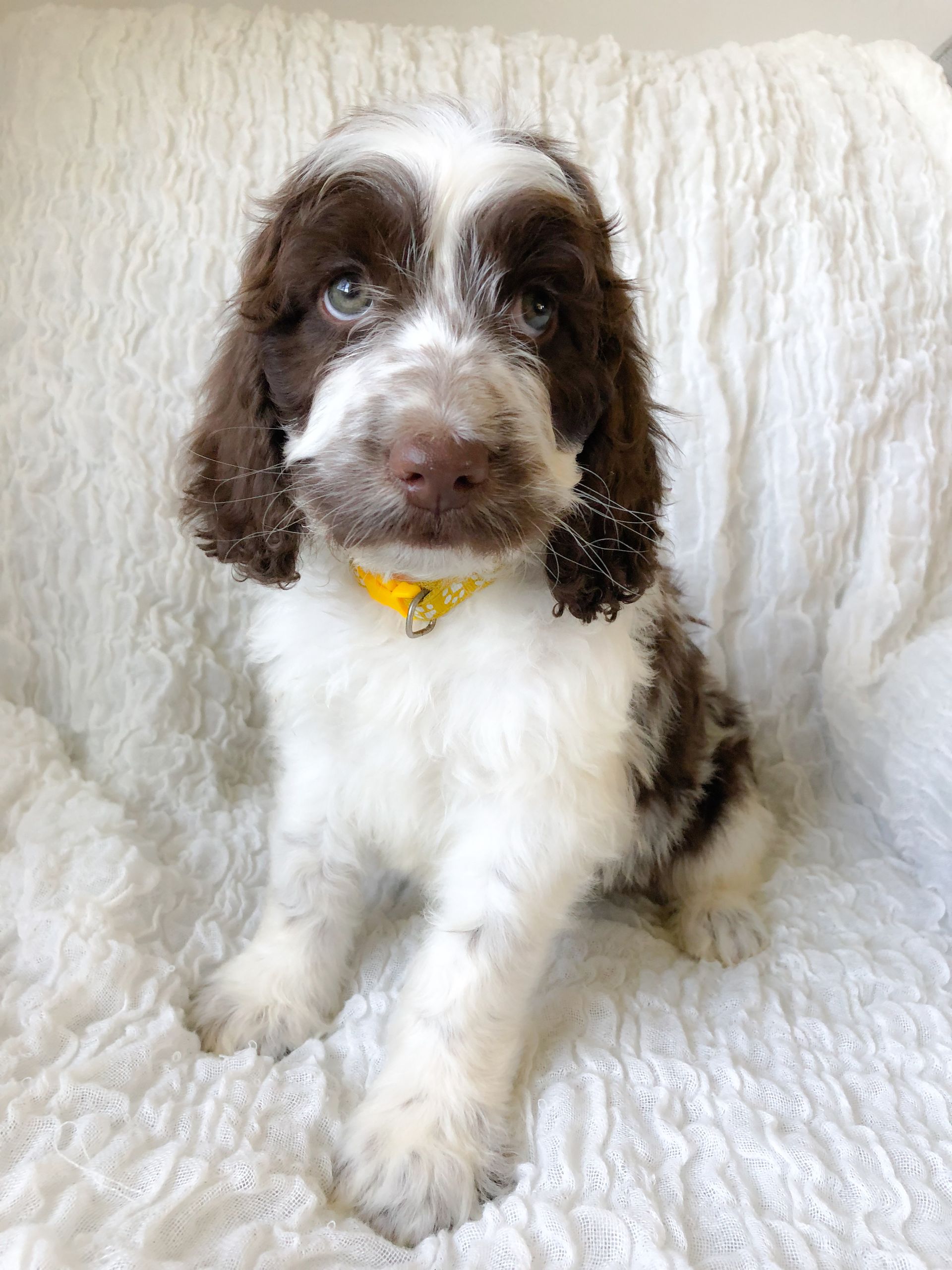 Brown-and-white puppy with floppy ears sitting on a fluffy white blanket, wearing a yellow collar.
