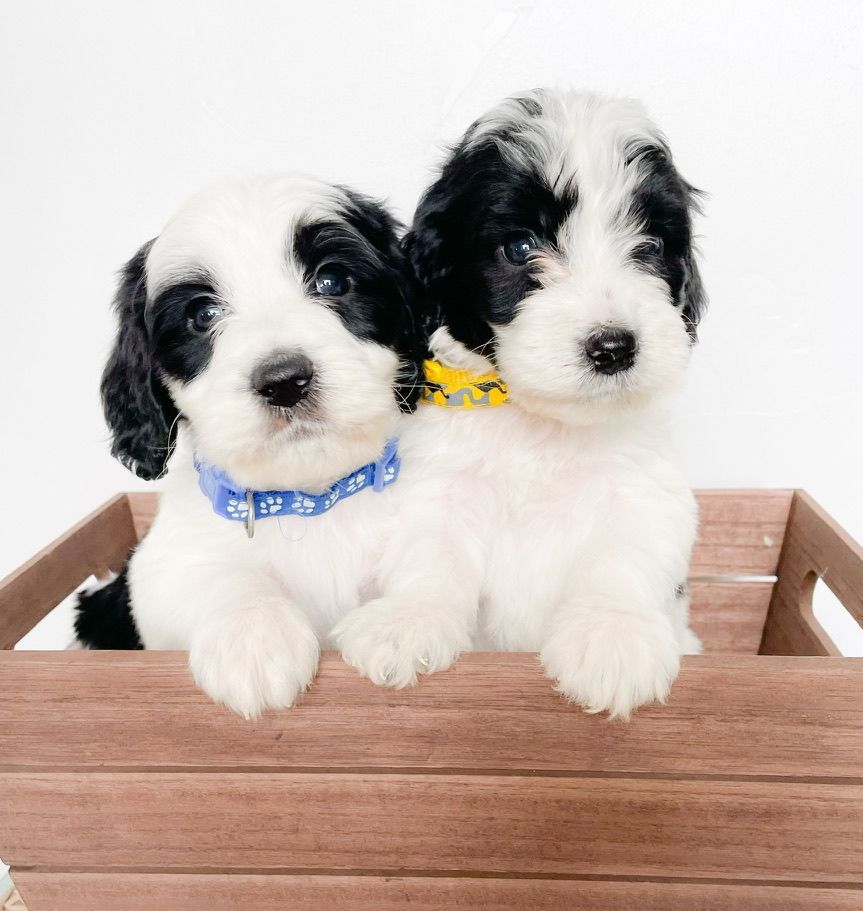 Two black-and-white puppies peeking over a wooden crate, one with a blue collar and one with a yellow collar.