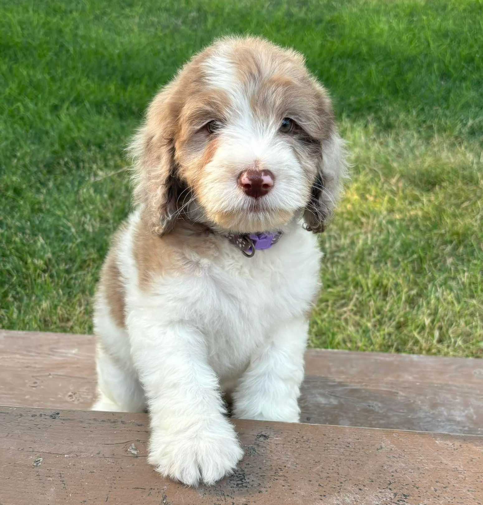 Fluffy brown-and-white puppy sitting on a stone step in front of green grass.