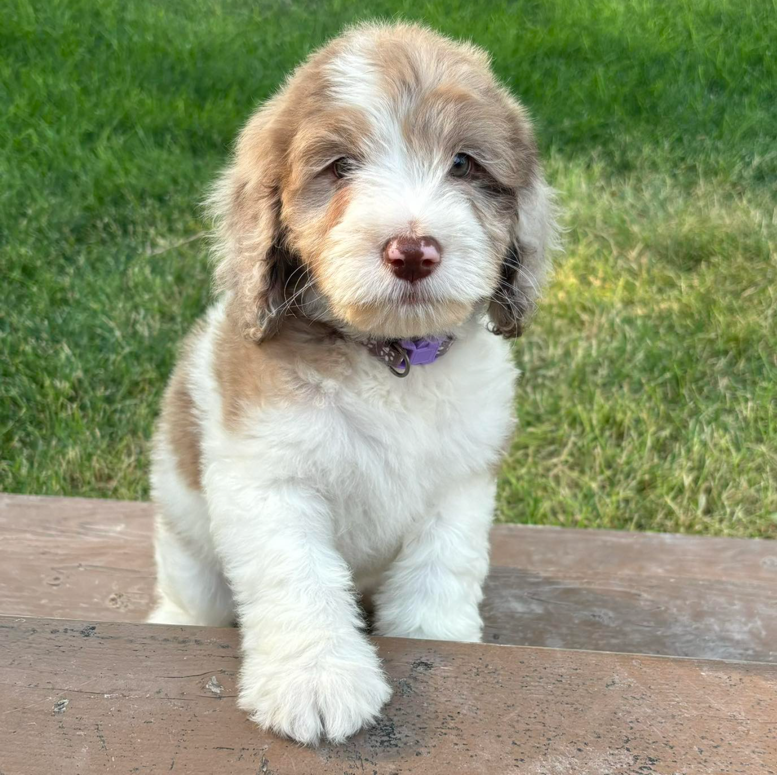 Small fluffy puppy with white and tan fur sitting on a wooden step in a grassy yard
