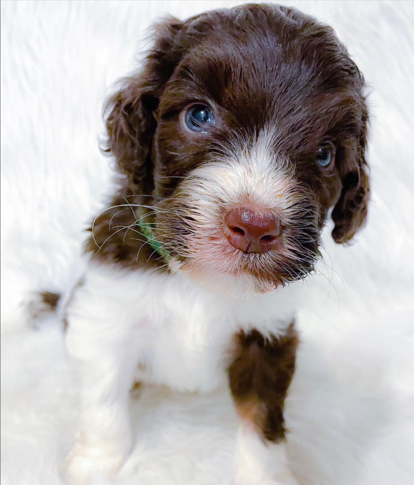Brown and white puppy with blue eyes sitting on a fluffy white blanket