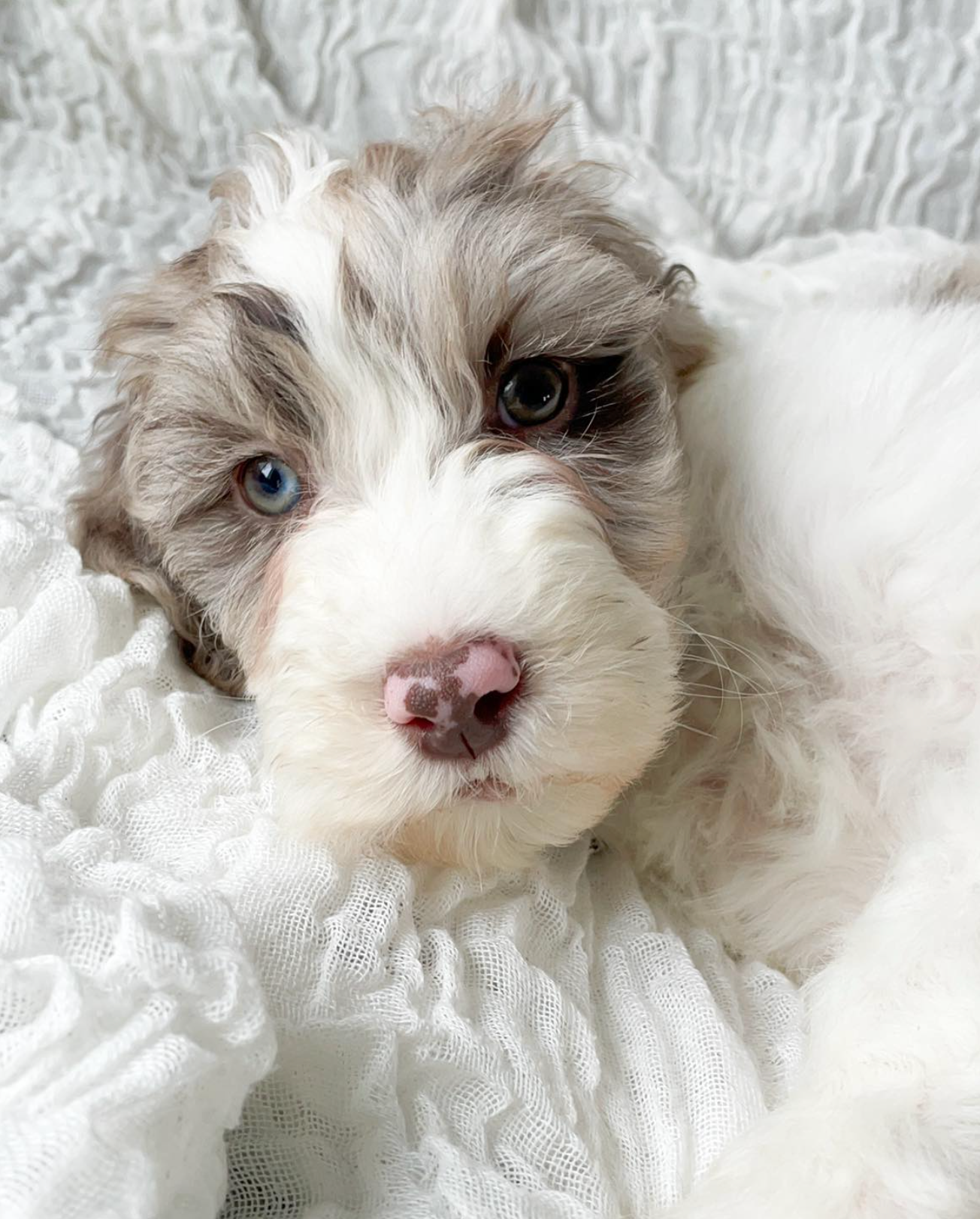 Fluffy white and brown puppy with blue eyes lying on a white blanket