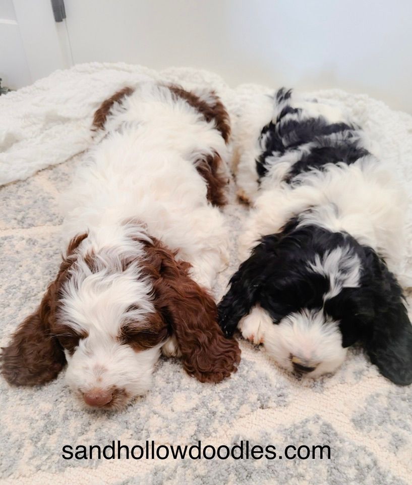 Four sleeping doodle puppies cuddled together on a soft blanket