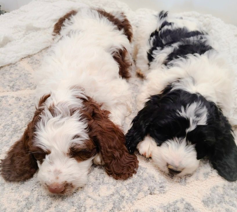 Four fluffy puppies sleeping together on a soft blanket, in white, brown, and black coats.
