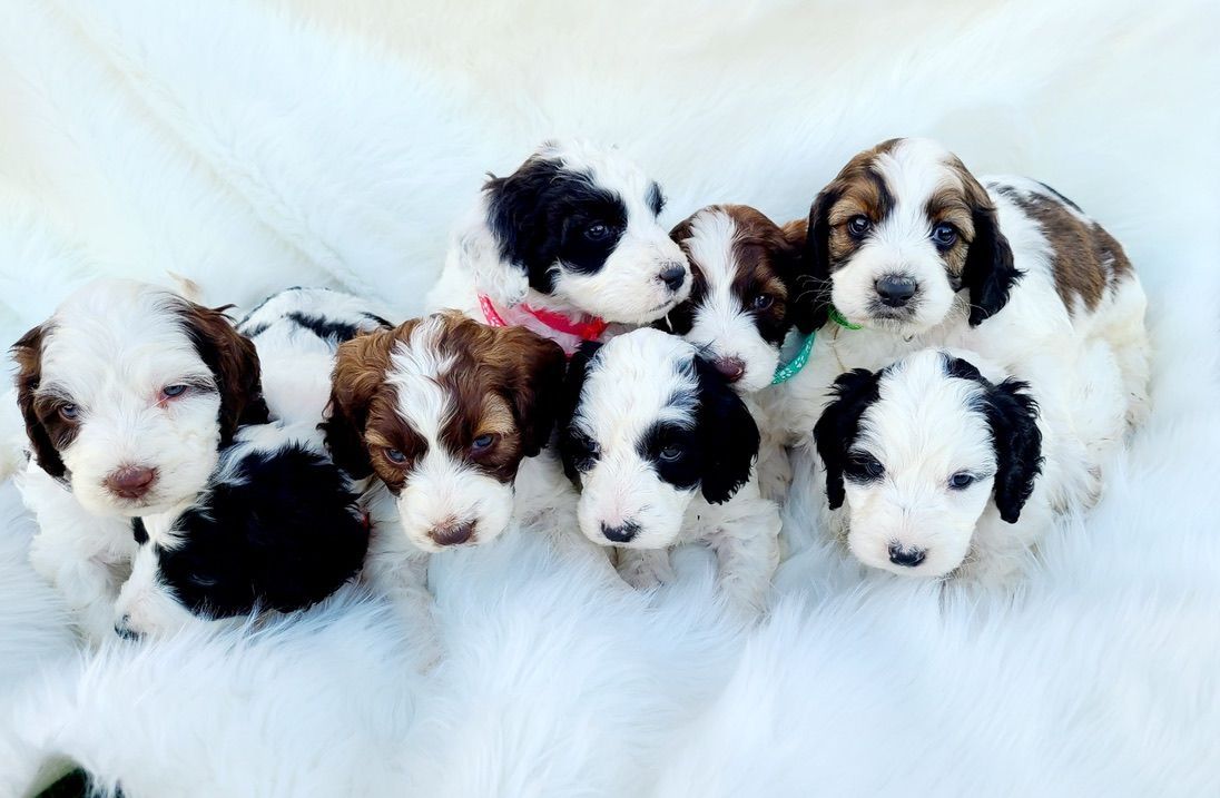 Six fluffy puppies sitting on a white fur blanket, mostly white with brown and black patches