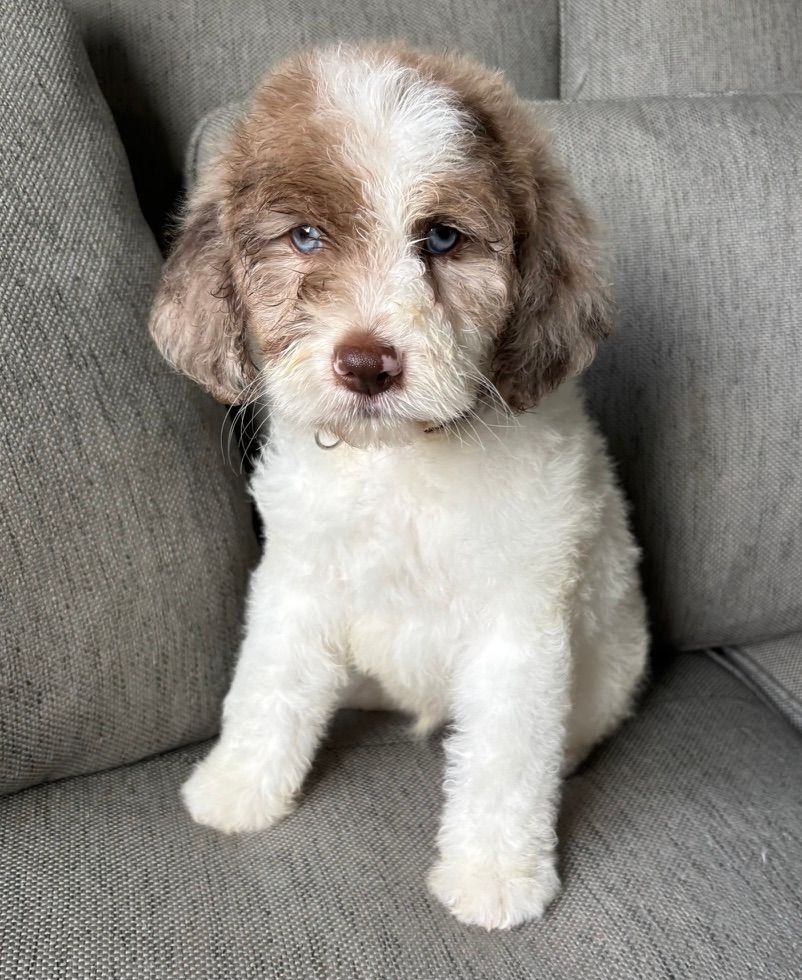 Small brown-and-white puppy sitting on a gray couch, looking at the camera.