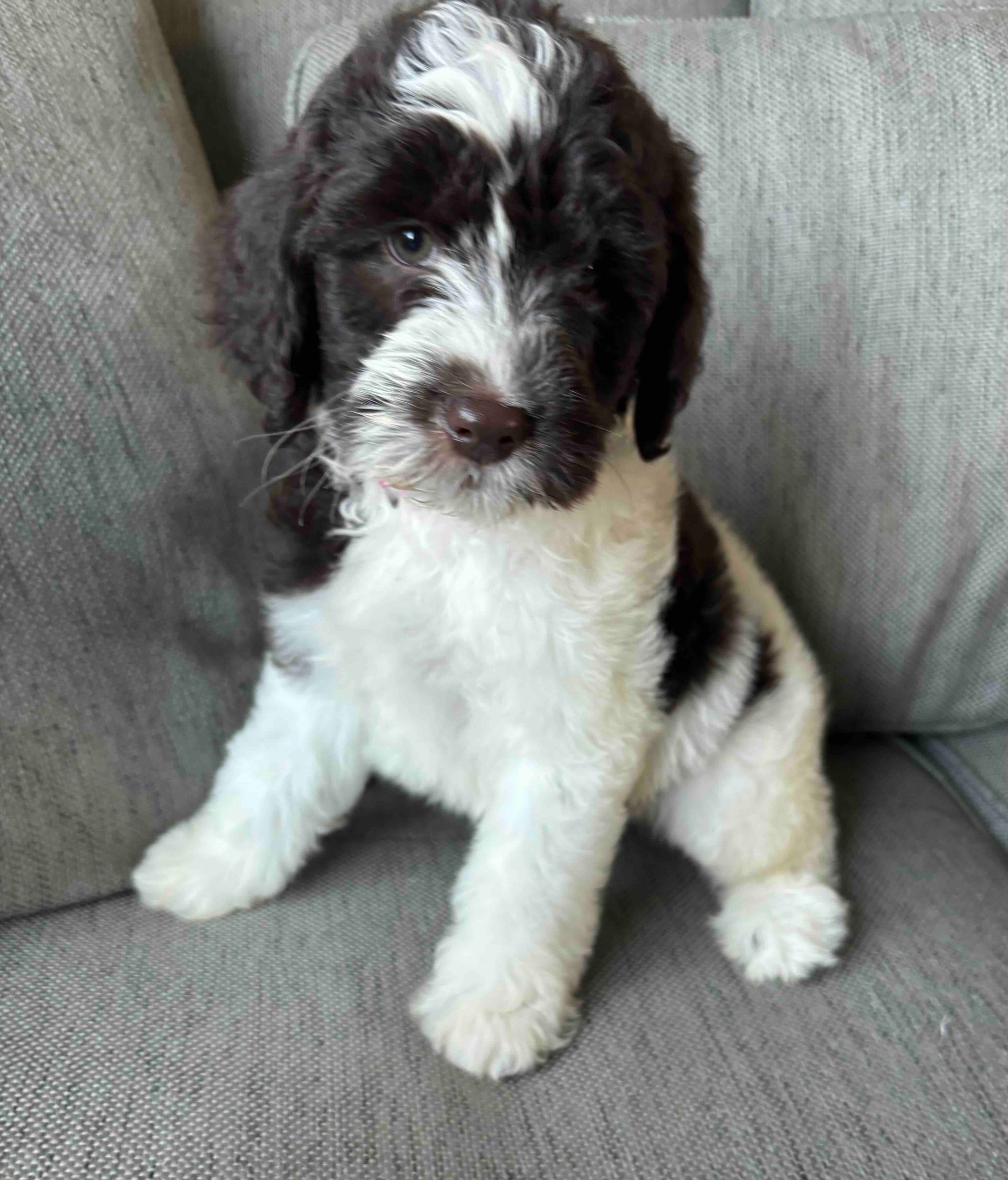 Black-and-white puppy sitting on a gray couch, looking at the camera.