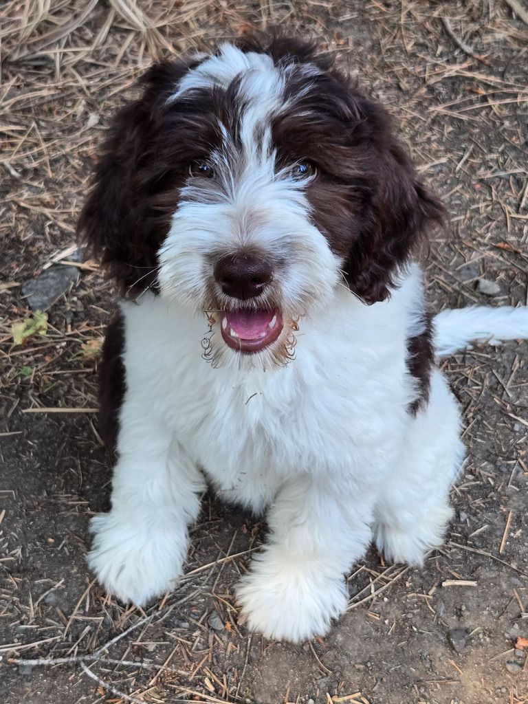 Fluffy brown-and-white puppy sitting on dirt, looking at the camera with mouth open.