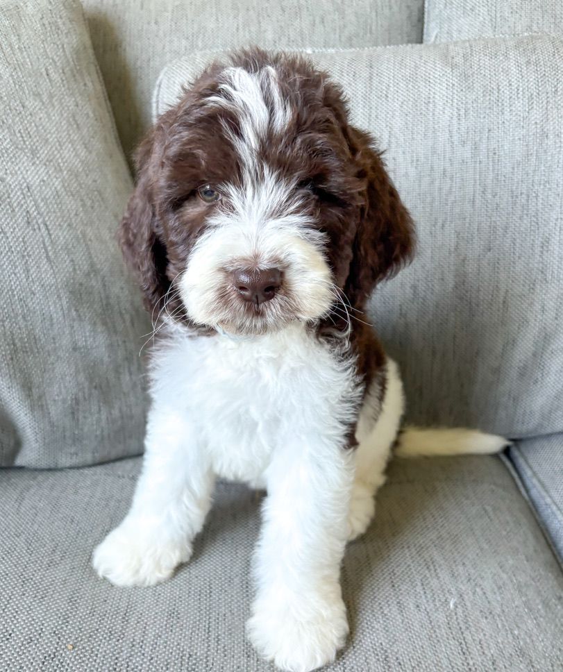 Brown and white puppy sitting on a gray couch