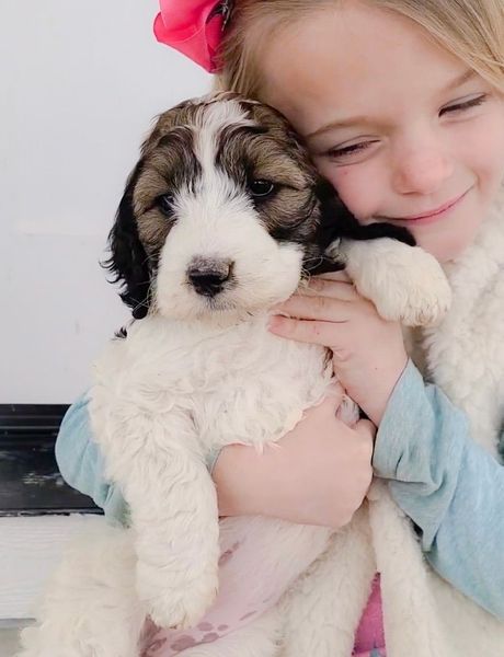 Child hugging a black-and-white puppy with a pink bow, both cuddled close indoors
