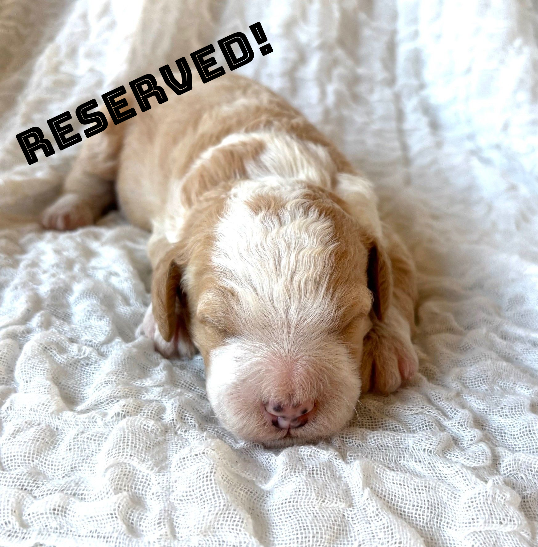 Sleeping cream-and-white puppy on a white blanket with “RESERVED!” text overlay